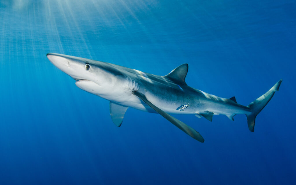 Biólogo marino sobre los audios de tiburones: «En el Perú no hay ataques registrados»